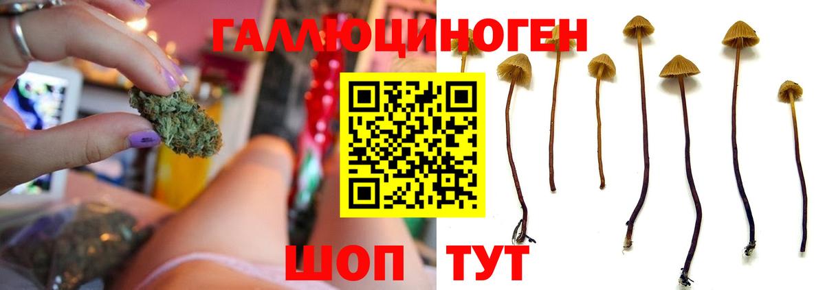 продажа наркотиков  Псилоцибиновые грибы мухоморы  Вход с VPN  Псилоцибиновые грибы мицелий  Ангарск 